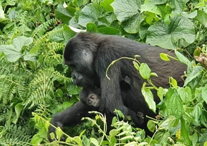 Great Apes & Uganda Savannah Luxury Safari