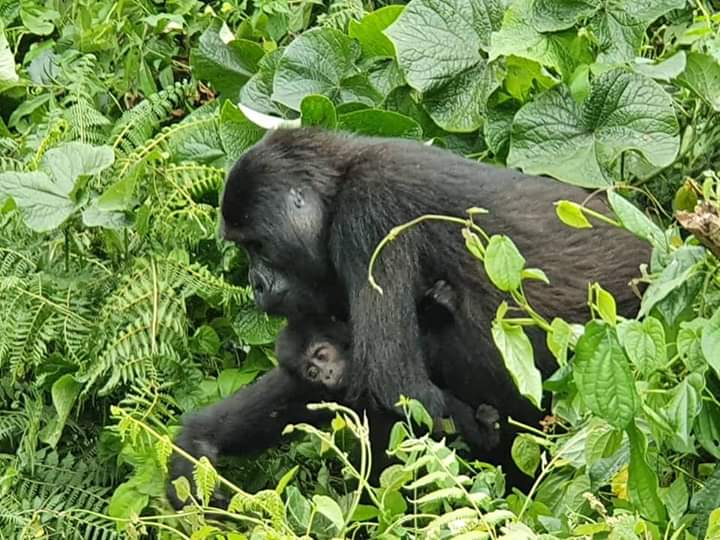 Gorilla & Baby