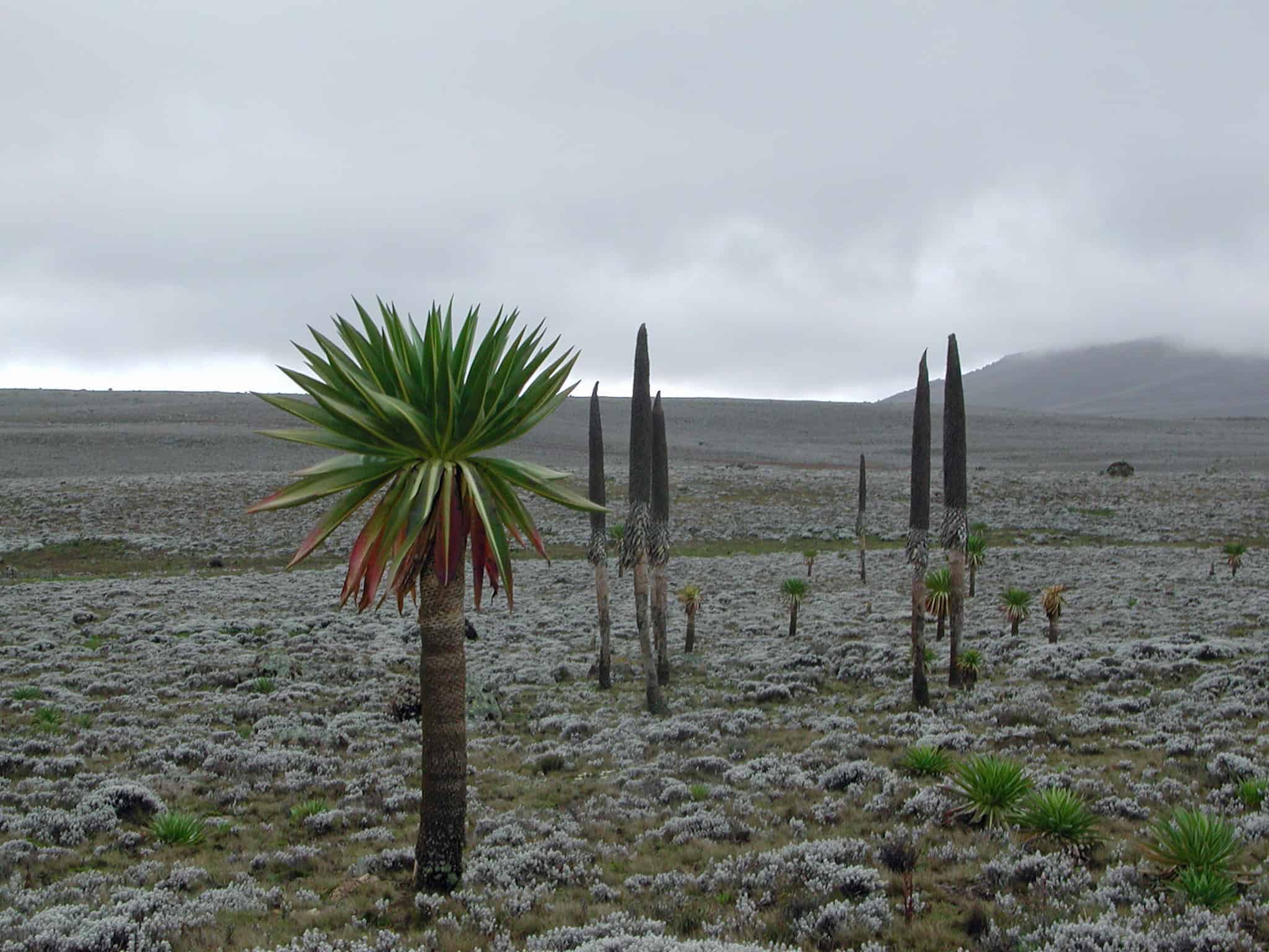 Lobelia Bale Mountain Ethiopia