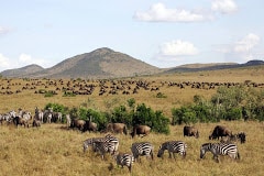 Masai Mara Image