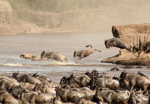 6 Days Masai Mara, Lake Nakuru, Amboseli Safari