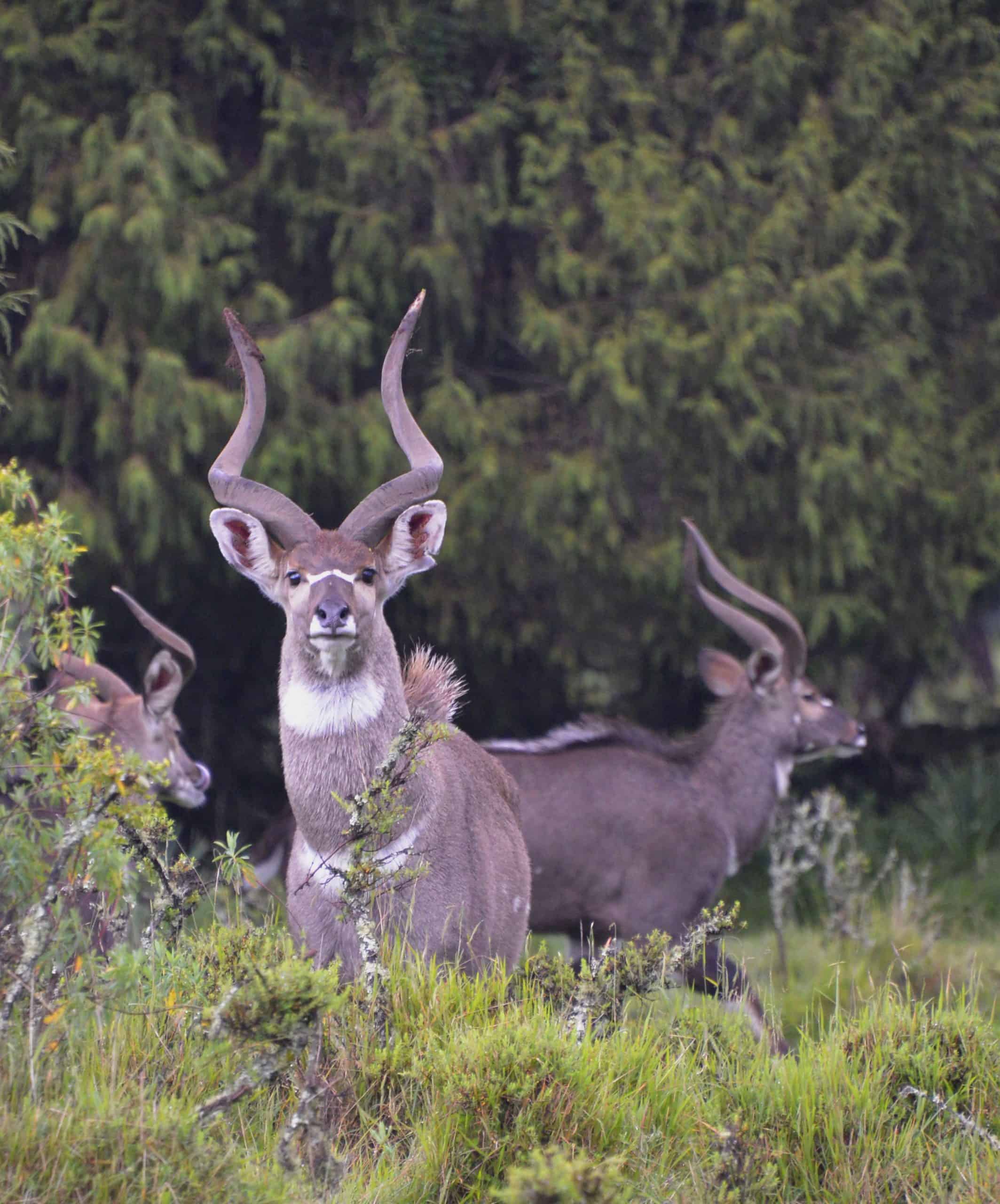 Mountain Nyala Bale Mountain