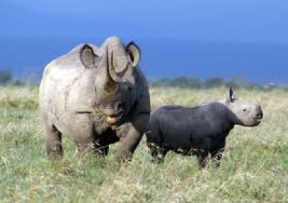 12-Day Best of Kenya Adventure Safari