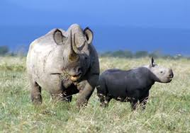 Olpejeta