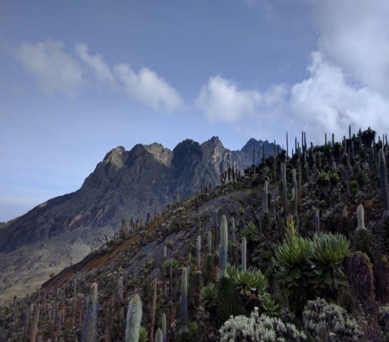 Rwenzoris Uganda
