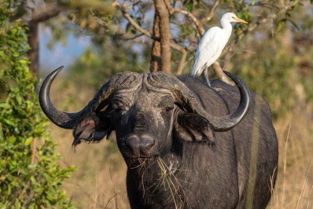 Rwanda 25 Years On Magashi Camp Buffalo C. Wilderness Safaris 1 1024x683