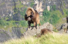 7-Day Simien Mountains Trekking Safari