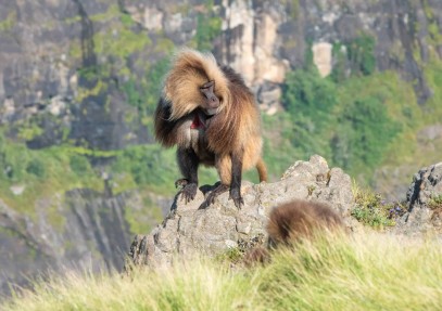 7-Day Simien Mountains Trekking Safari