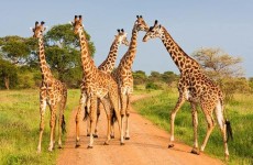 5-Day Tanzanian Wild Lands