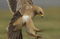 14-Day Ethiopia Birding Safari