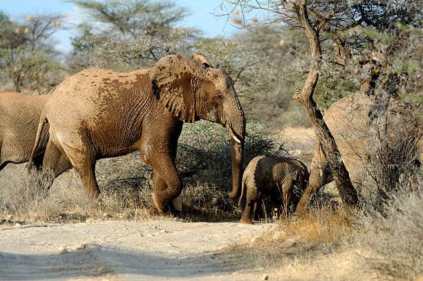 Elephant In The Wild National Park Kenya, Africa