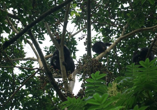 Vr 0287 [visit Rwanda] Nyungwe National Park