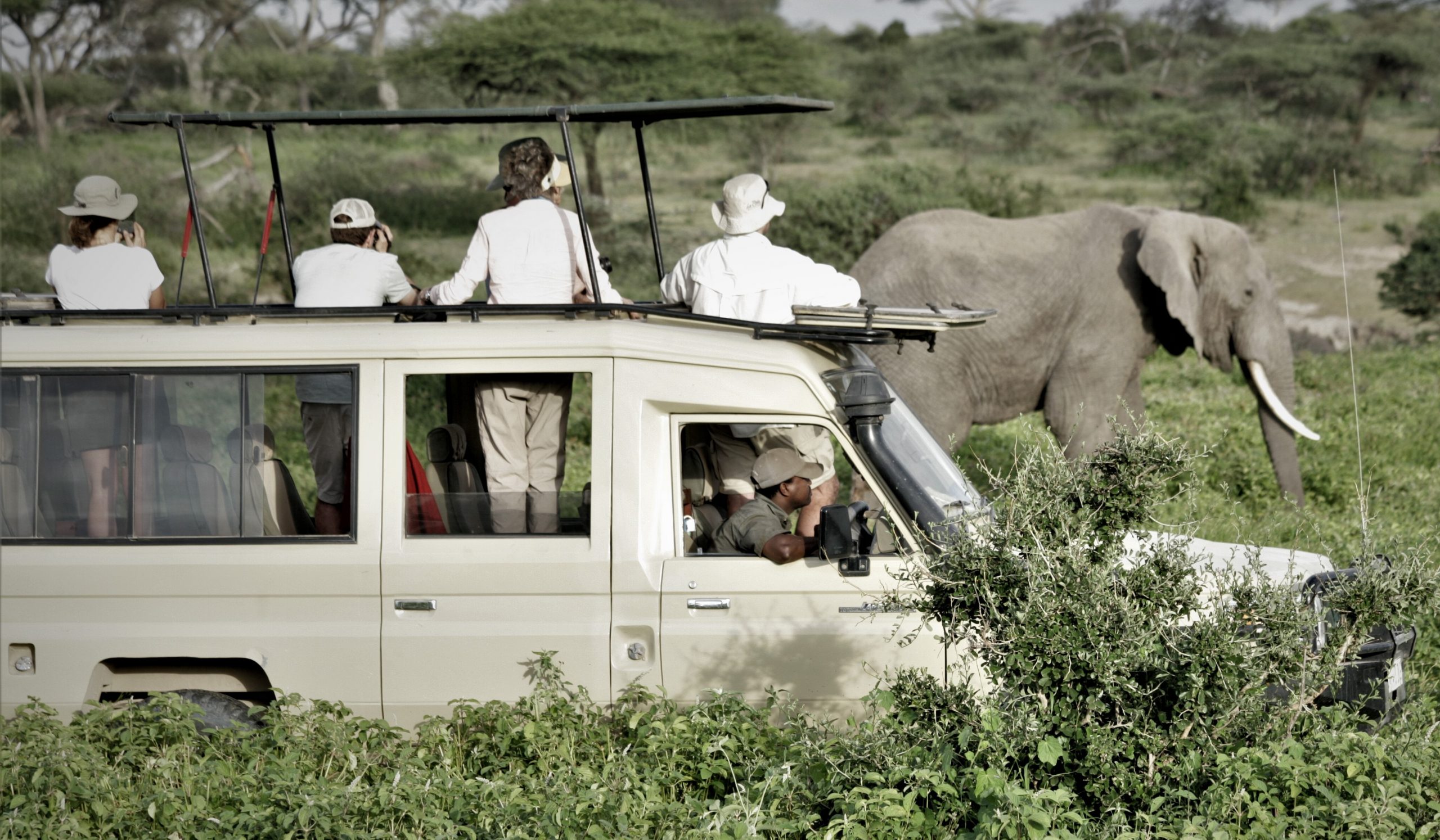 Watching Elephant Ndutu 2019 Scaled