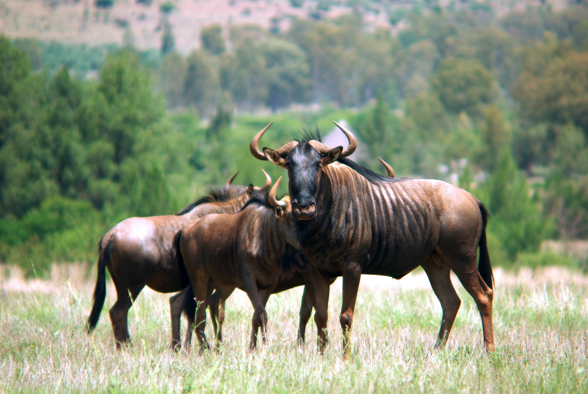 Wildebeest Migrations