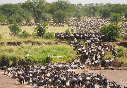 Masai Mara Migration Safari