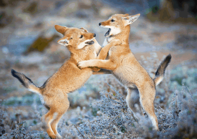 4-Day Ethiopian Trekking Safari