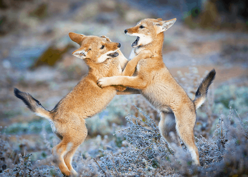 Wildlife, Bale Mountains National Parks, Ethiopia