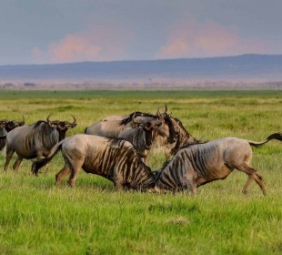 4 Days Tarangire, Serengeti & Ngorongoro Crater