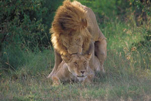Africanaturaltours Tanzania Safari Arusha (29)