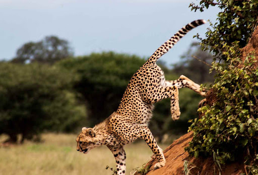 Cheetah