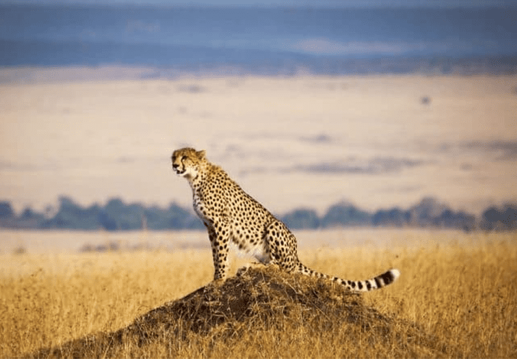 Cheetah In The Masai Mara1