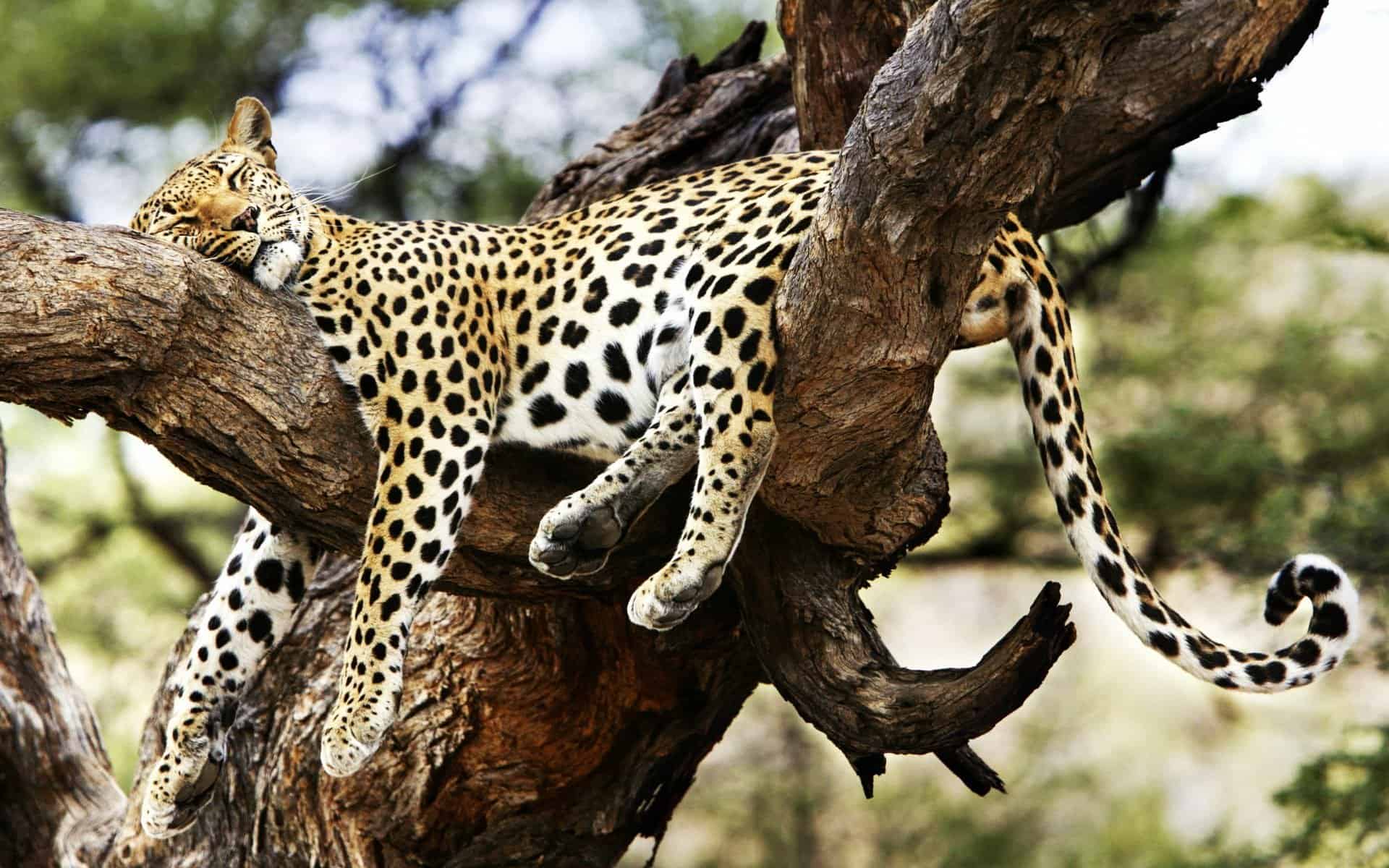 Cheetah Wallpaper Hd 18422