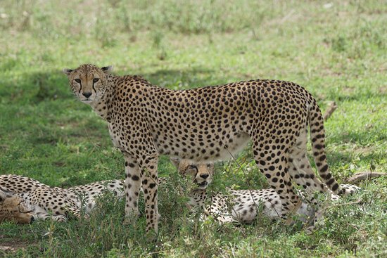 Cheetahs At Seronera