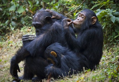 4-Day Gombe Chimpanzee Trekking