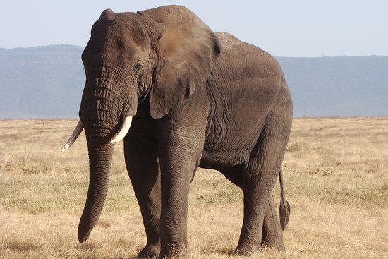 Elephant In Ngorongoro
