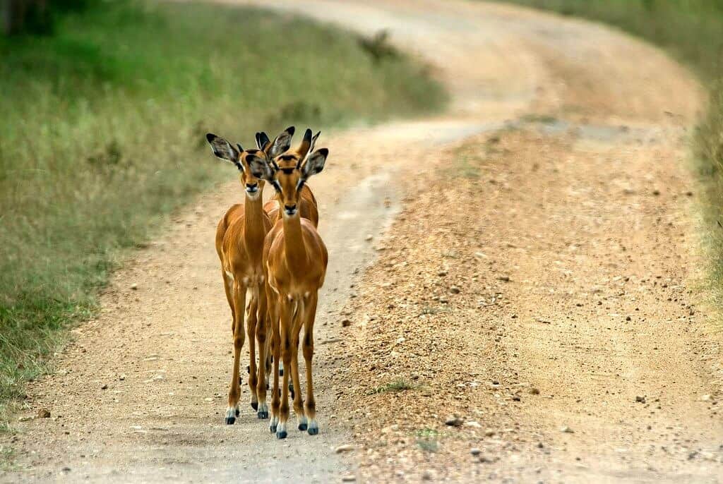Lake Mburo222