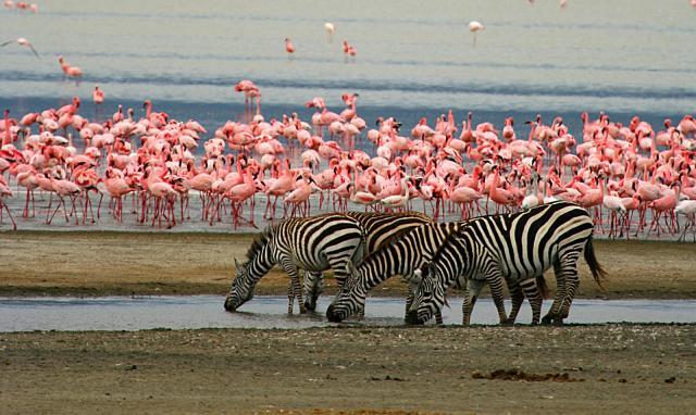 Lake Manyara 1