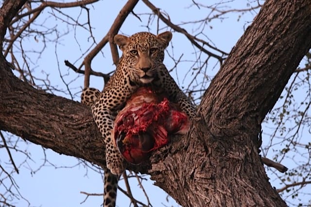 Leo Afric