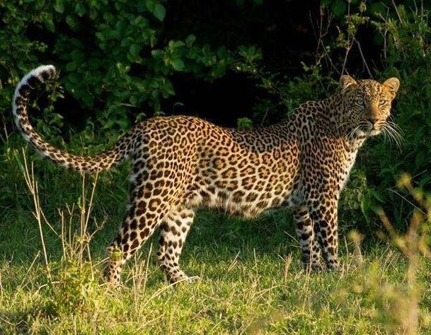 Leopard