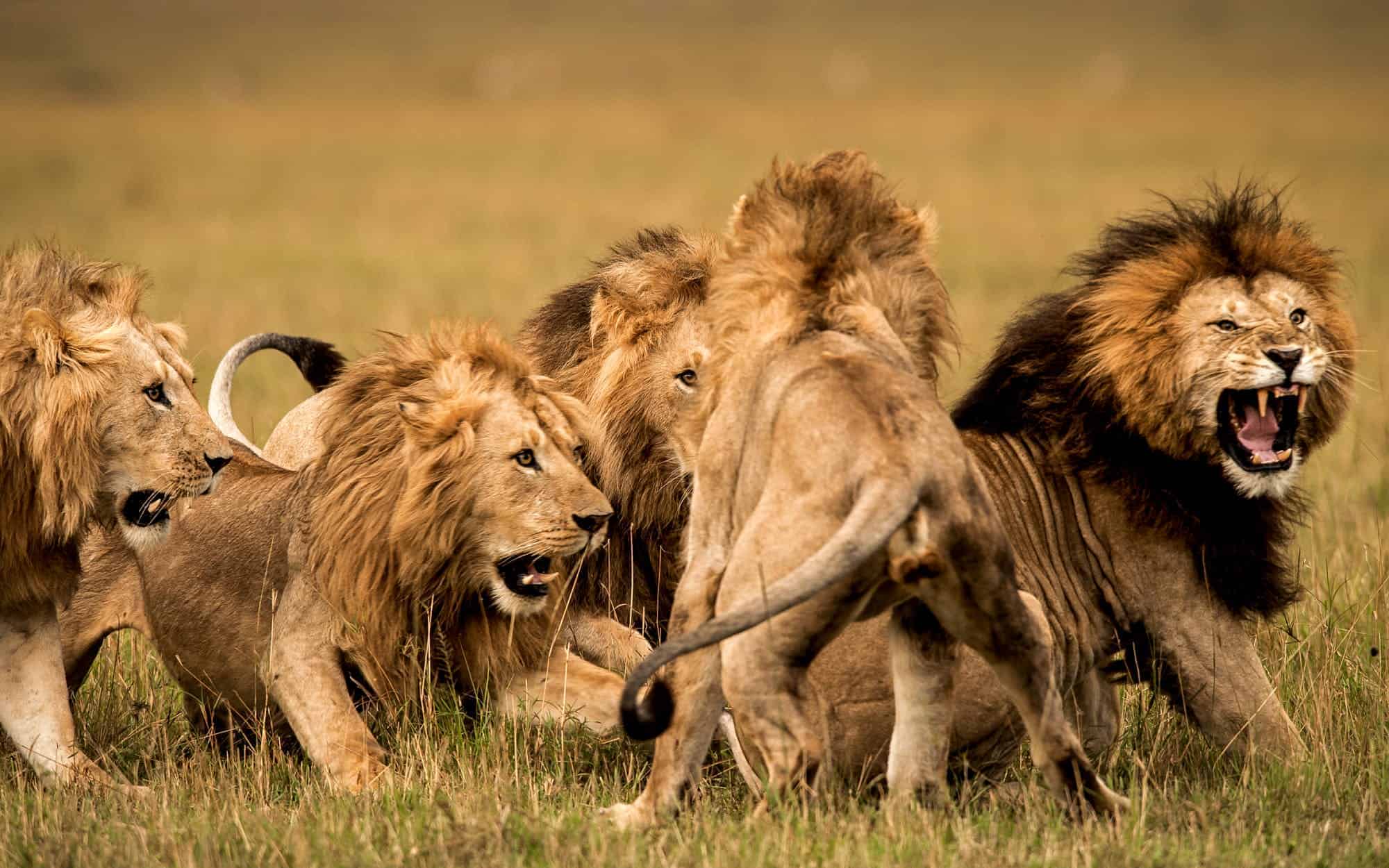Lion Behaviour