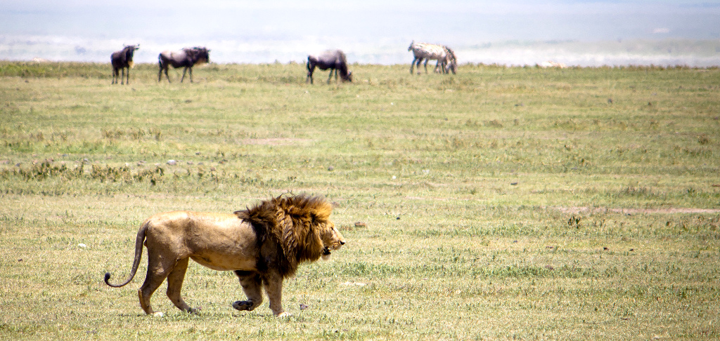 Lion On The Move In Ngorongoro Crater
