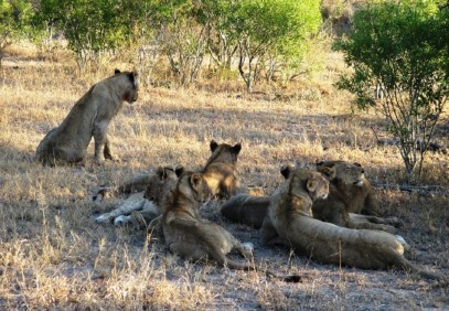 Face-off with Africa’s Big 5 in the Masai Mara