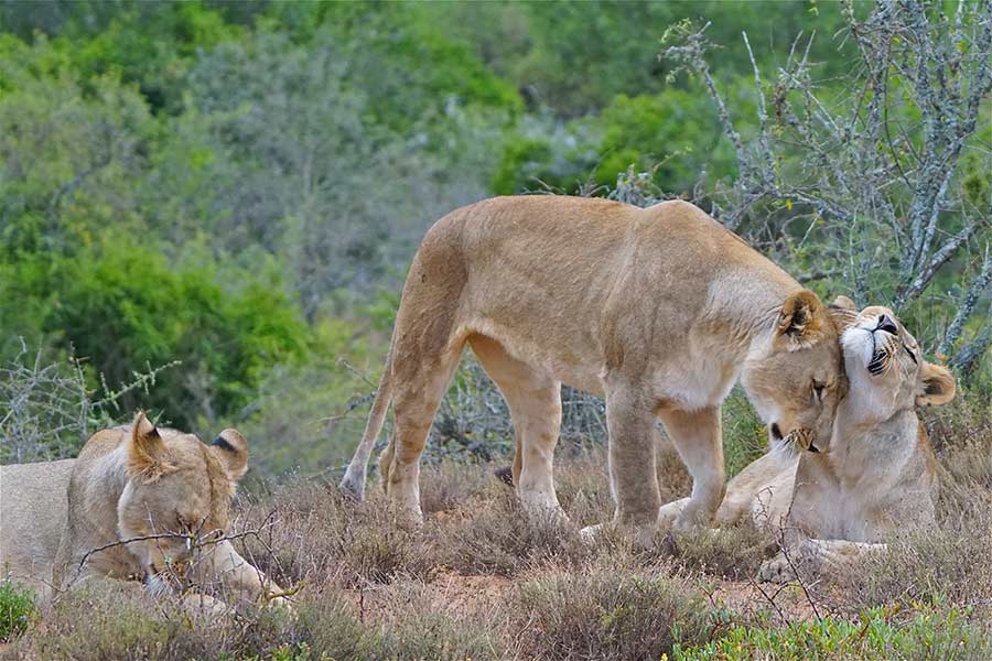 Lions