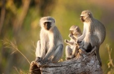 6 Day Ambosei, Nakuru, Masai Mara Budget Camping Safari