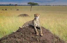 4 Day Lake Nakuru & Masai Mara Budget Safari