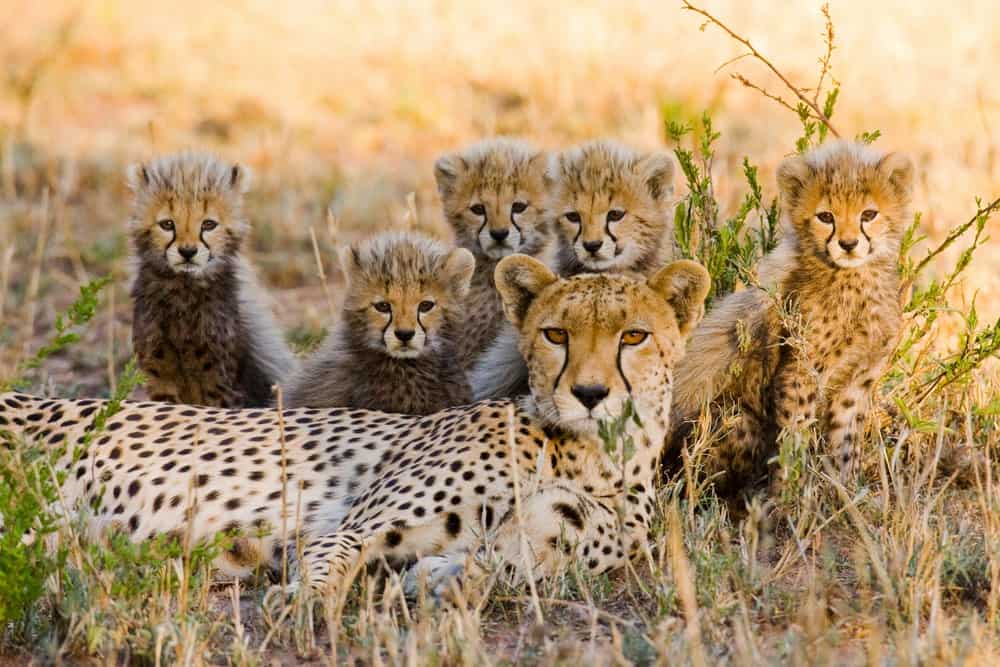 Mother Cheetah And Her Cubs In The Savannah. Kenya. Tanzania. Africa. National Park. Serengeti. Maasai Mara. An Excellent Illustration.