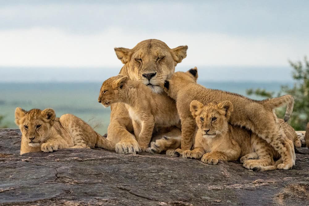 Lion Pride Cubs With Mama Lion