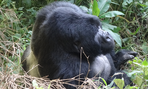 Mgahinga Mountain Gorilla