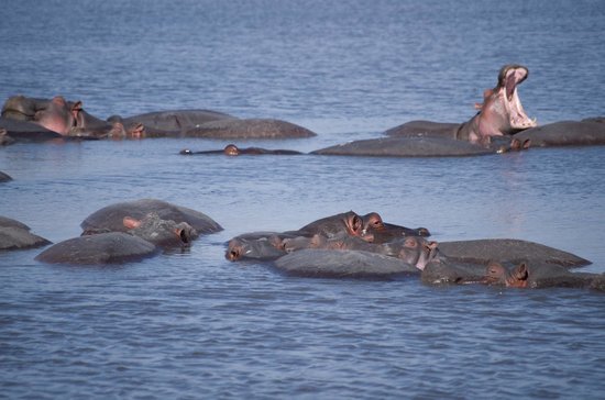 Ngorongoro Serena Safari