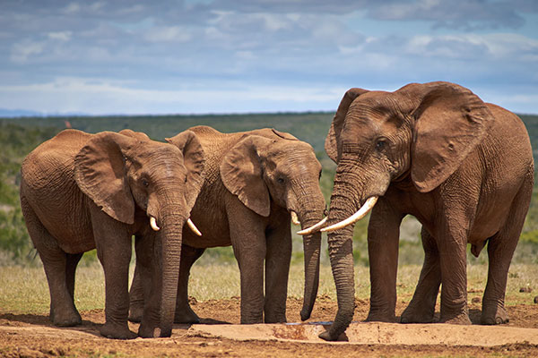 Addo National Park