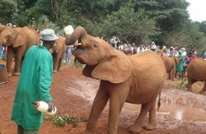 Sheldrick Elephant Orphanage & Giraffe Centre Day Trip