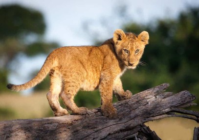Tanzanian Wild Side Camping Safari