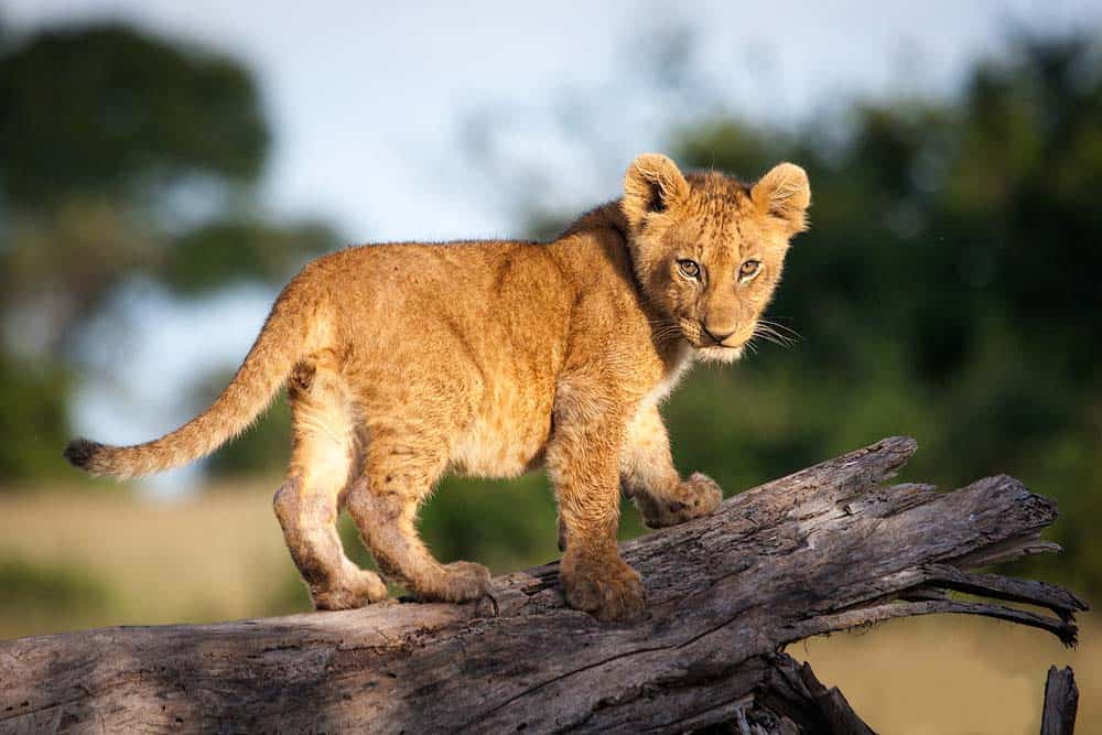 Serengeti Lion Cube
