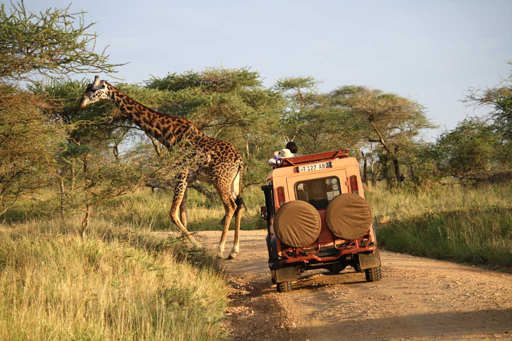 Serengeti Safari Land Rover Giraffe