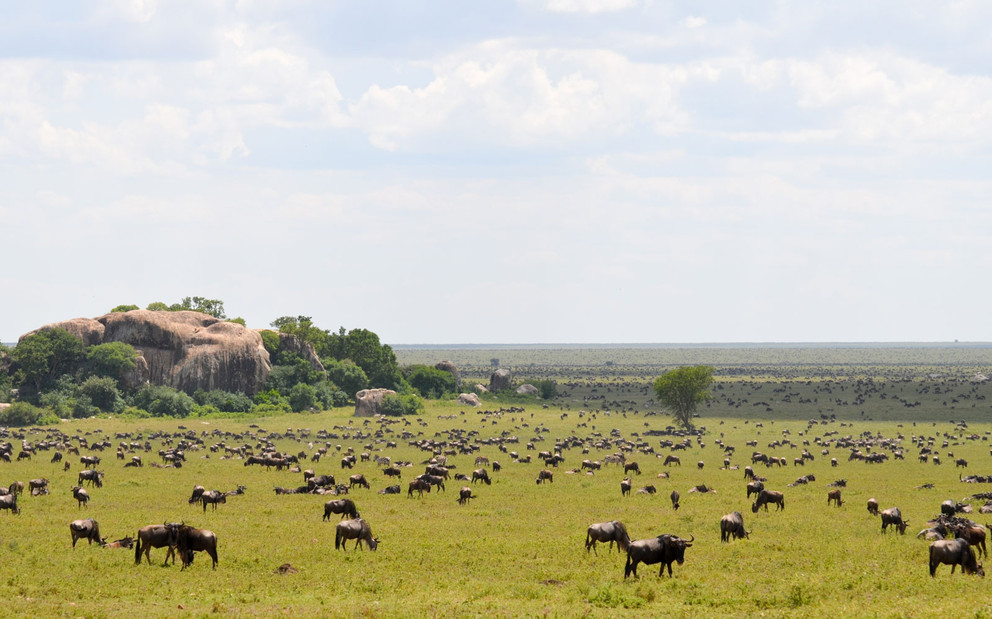 Serengeti Wildebeast