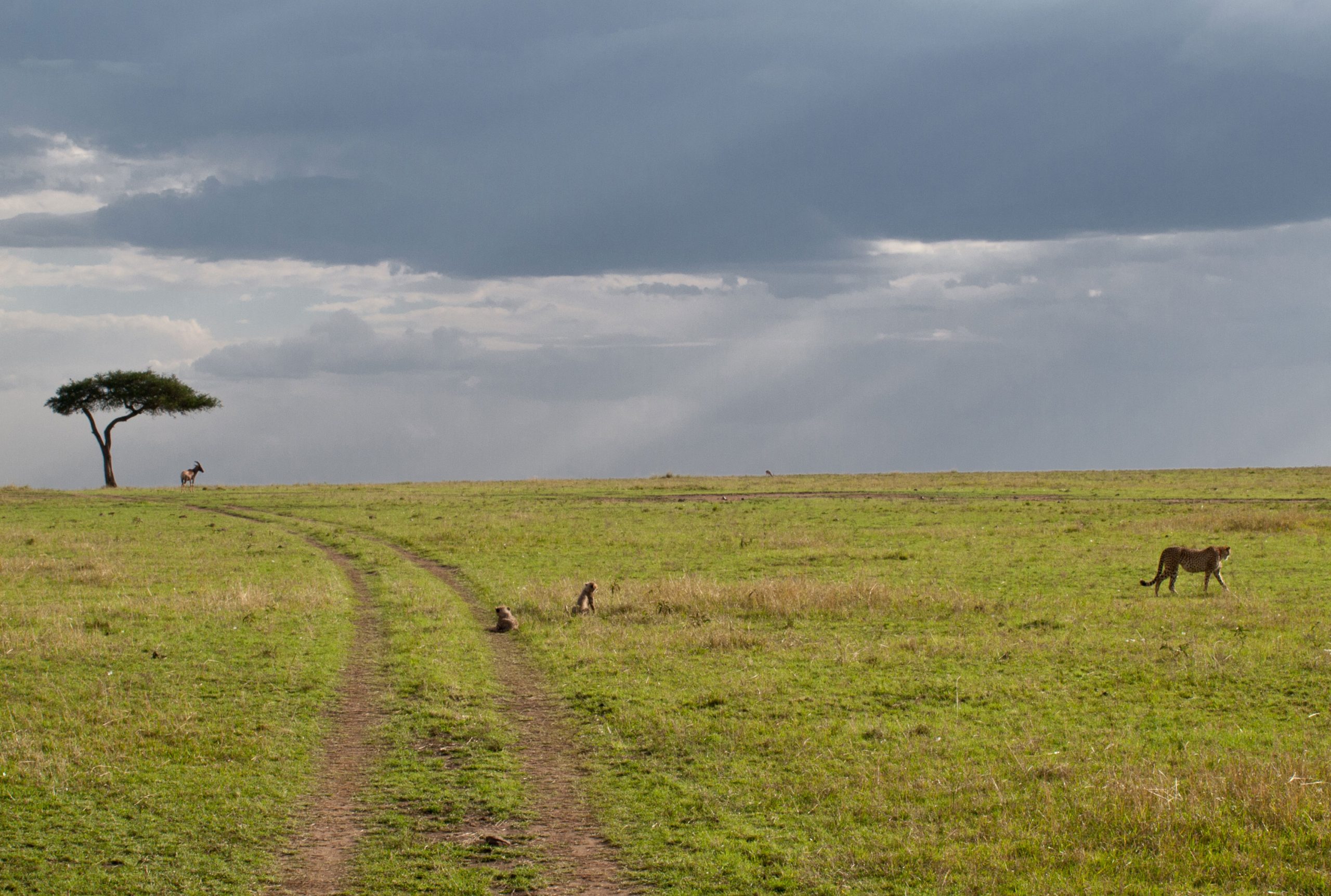 Serengeti Plain